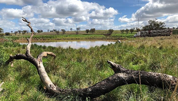 Large branch in foreground with green paddock and a dam in the background