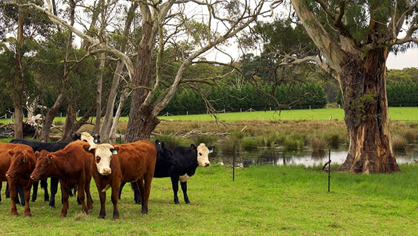 Brown, black and white cows standing next to a waterway