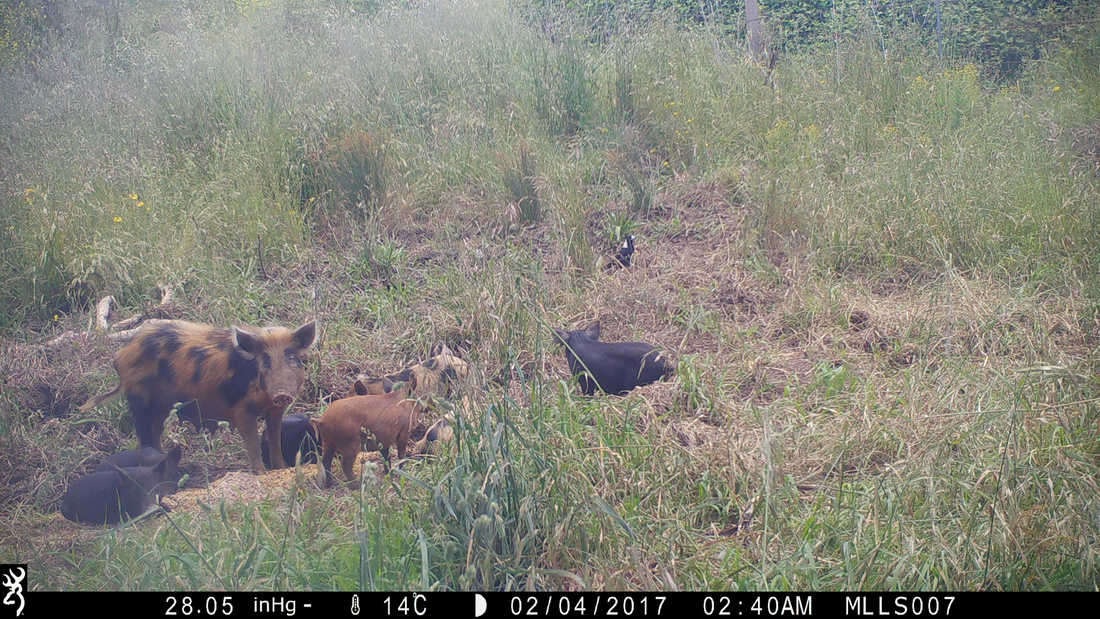 Screenshot from a camera playback of feral pigs 