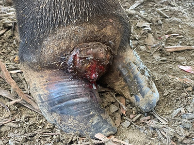 A bull hoof with a red swollen sore on it