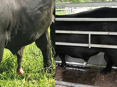 Two images side by side of a black bull with a prolapsed sheath