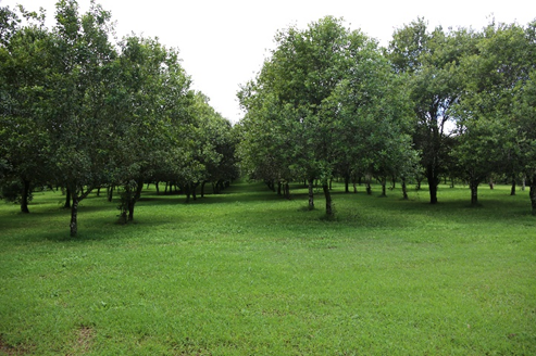 The macadamia orchard on the property has an open canopy with high levels of grass cover to mitigate soil loss