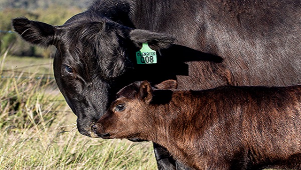 Black cow and calf
