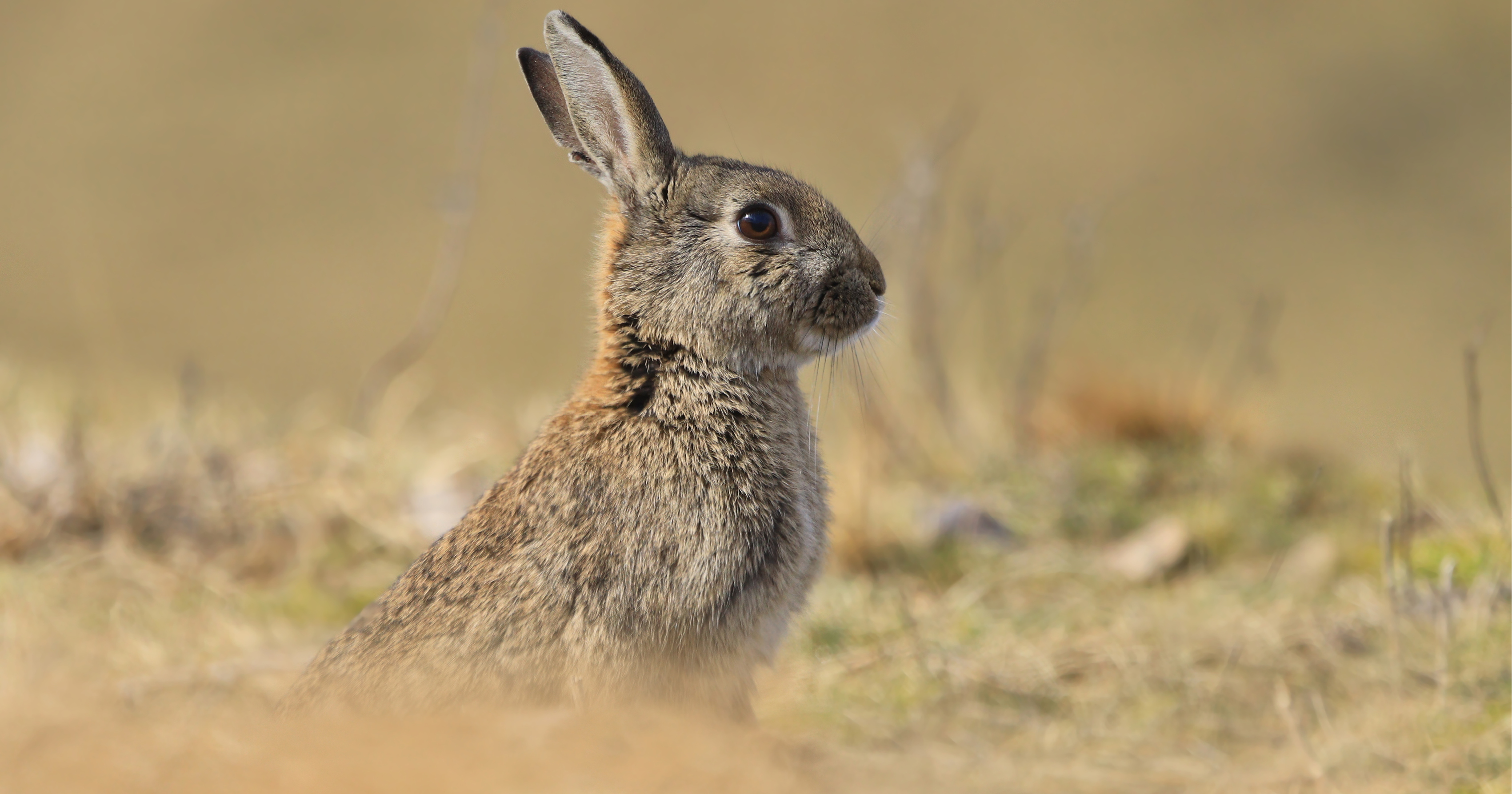 Side profile of a wild rabbit in grassland