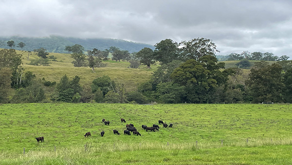 A green paddock surrounded by hills and trees. There are black cattle grazing and a grey cloudy sky