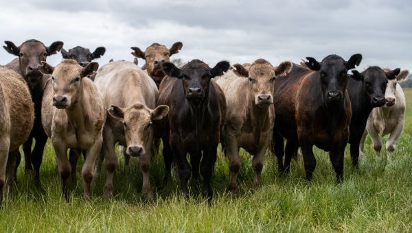 a herd of cows standing in a line facing the camera