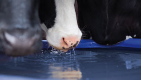 three black and white cows drinking water from a blue trough