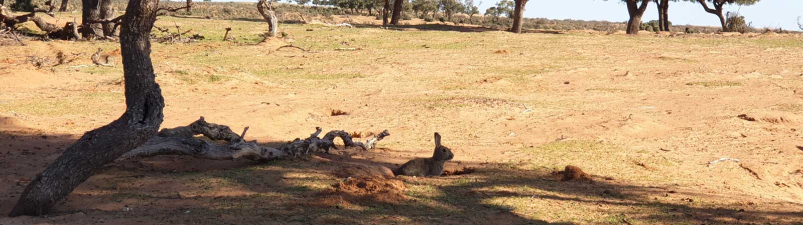 Dustry brown barron dirt land with a hare poking out from a mound