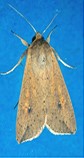 armyworm moth