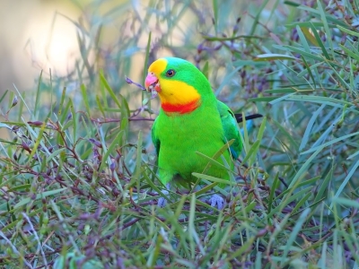 Male superb parrot