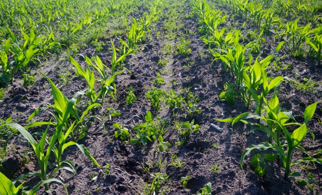 Weeds in a cereal crop