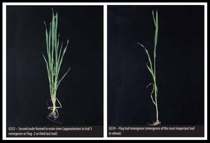 Wheat growth stages