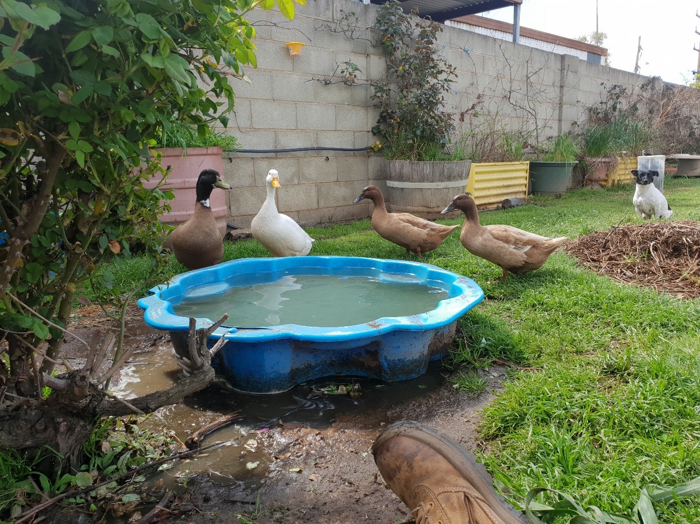 Four pet ducks around a plastic pond