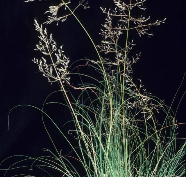 African lovegrass