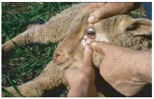 Sheep showing signs of eperythrozoonosis