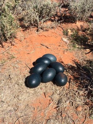 Emu eggs. Photo Dave Smith