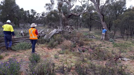 Rabbit warren monitoring