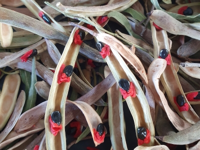 Cooba (Acacia salicina) seed drying