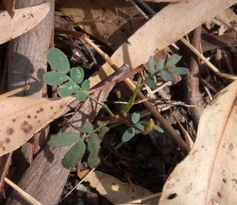 Punty Bush (Senna artemisoides) seedling