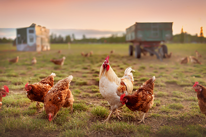 Backyard chickens