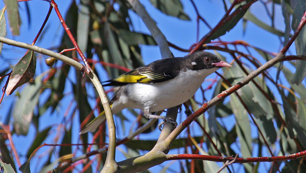 Painted honeyeater sitting in a tree