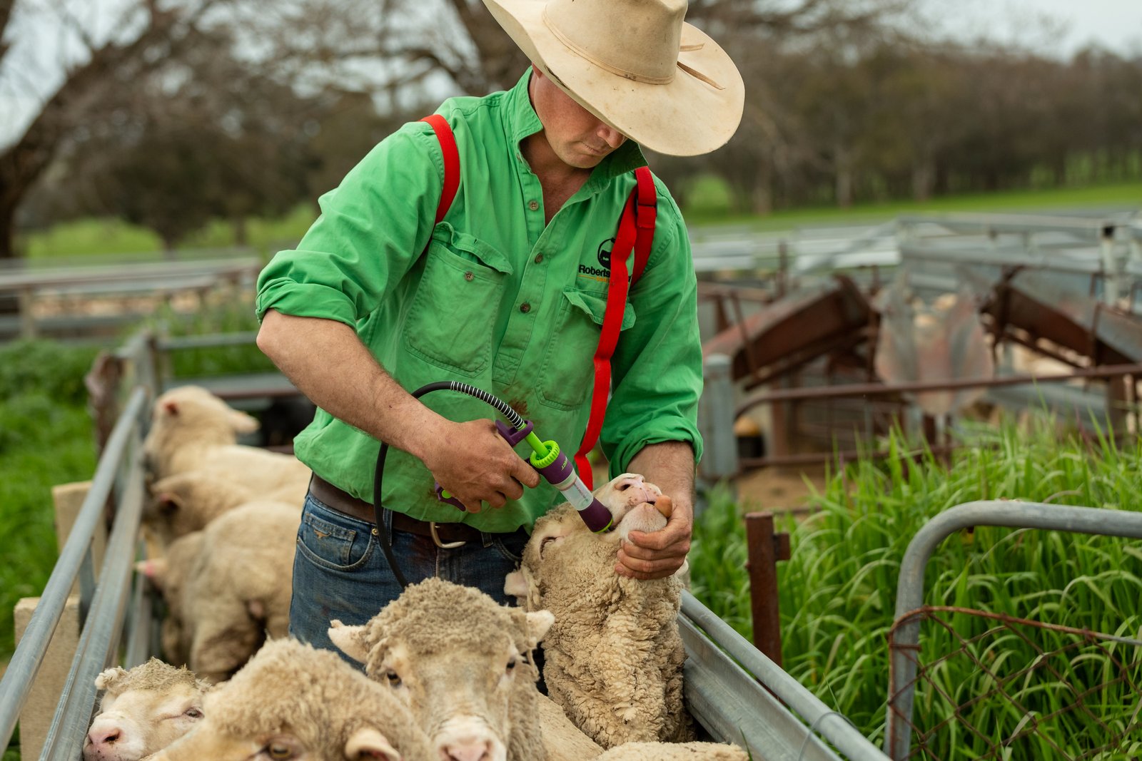 Farmer drenching sheep