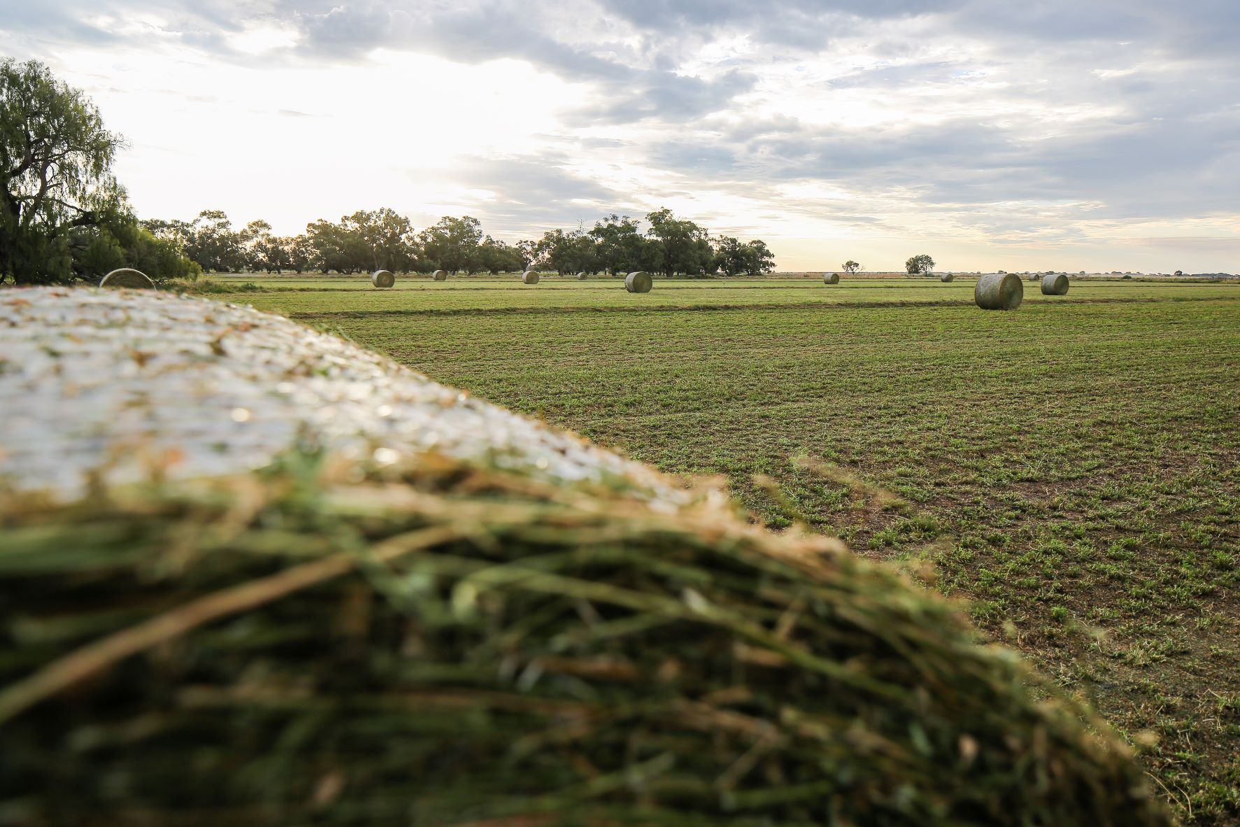 Hay rolls in paddock