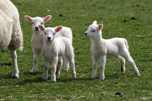 Lambs in paddock