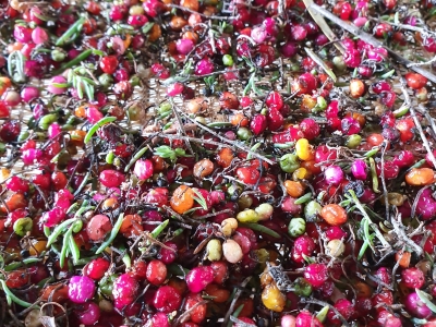 Saltbush Seed. Photo: Natasha Lappin