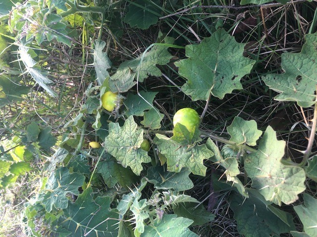 Tropical Soda Apple Fruiting Plant