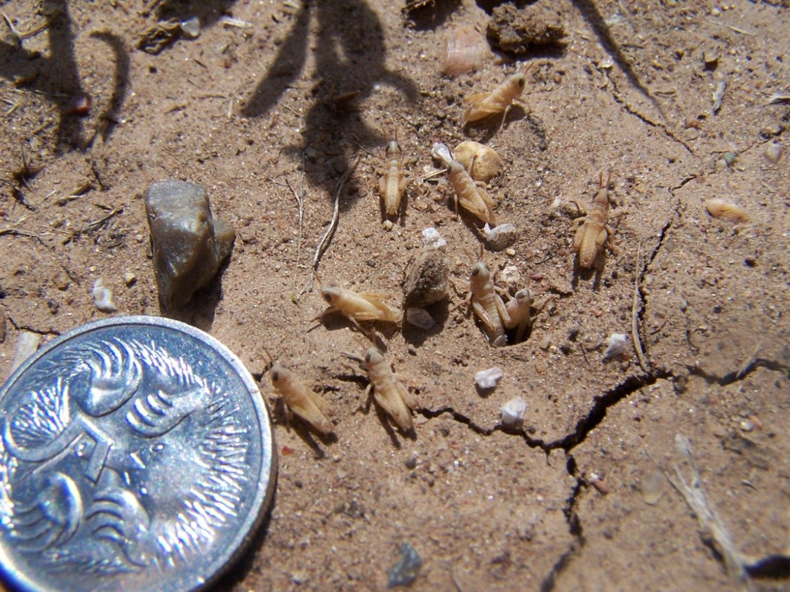 Locust nymphs hatching