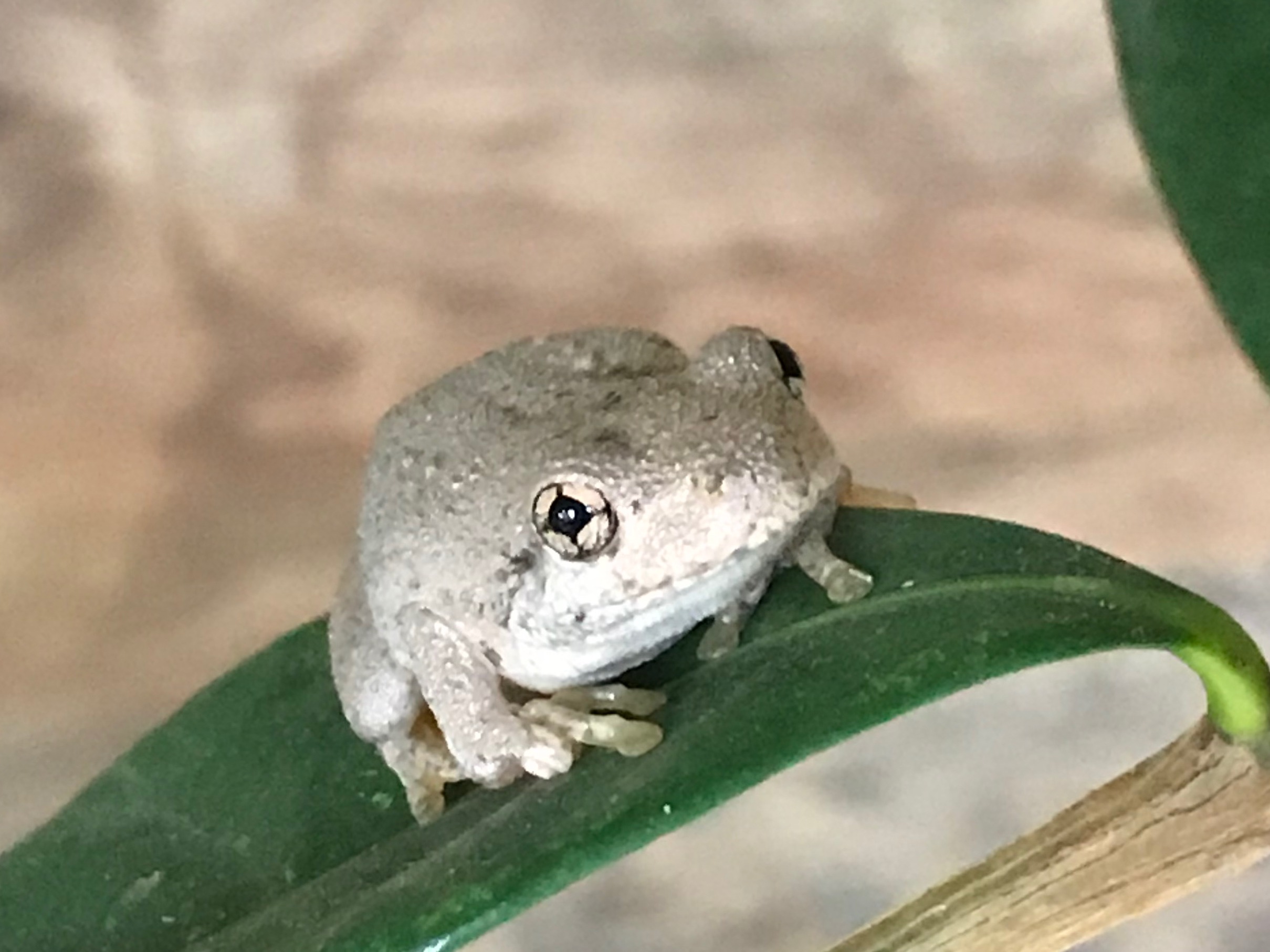 Perons tree frog