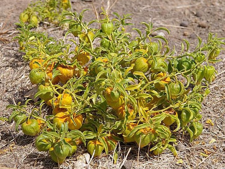 Prairie ground cherry