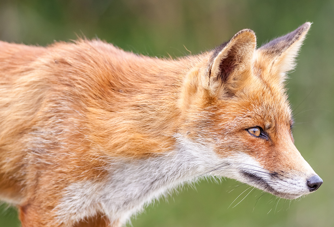 Fox walking with bird in mouth