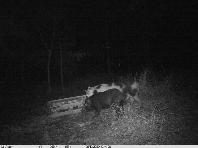 Photo of a feral pig caught by a nocturnal camera trap. 