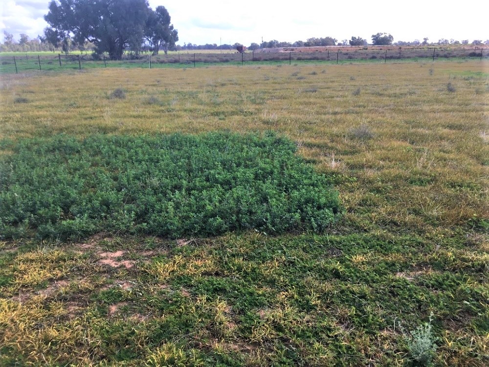 A plot of Antas subclover in the foreground and a plot of lucerne behind it. The lucerne is green and growing, the subclover is short and yellowed.