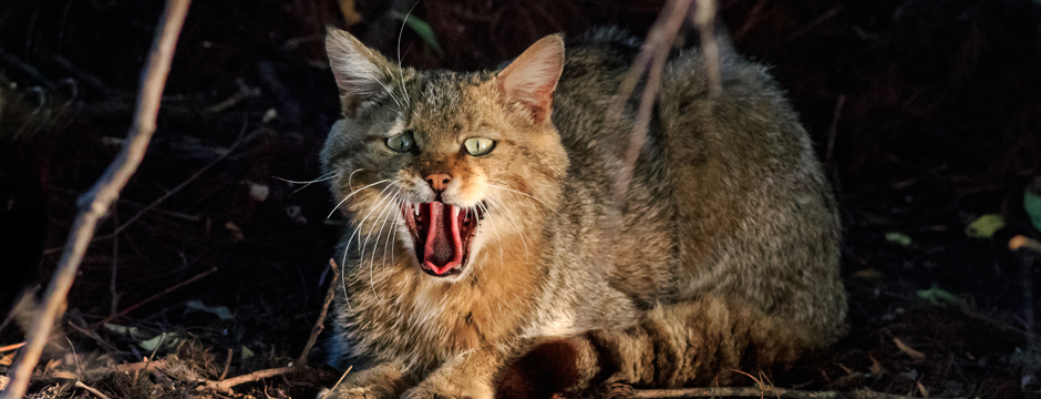 Feral cat or domestic cat in the wild