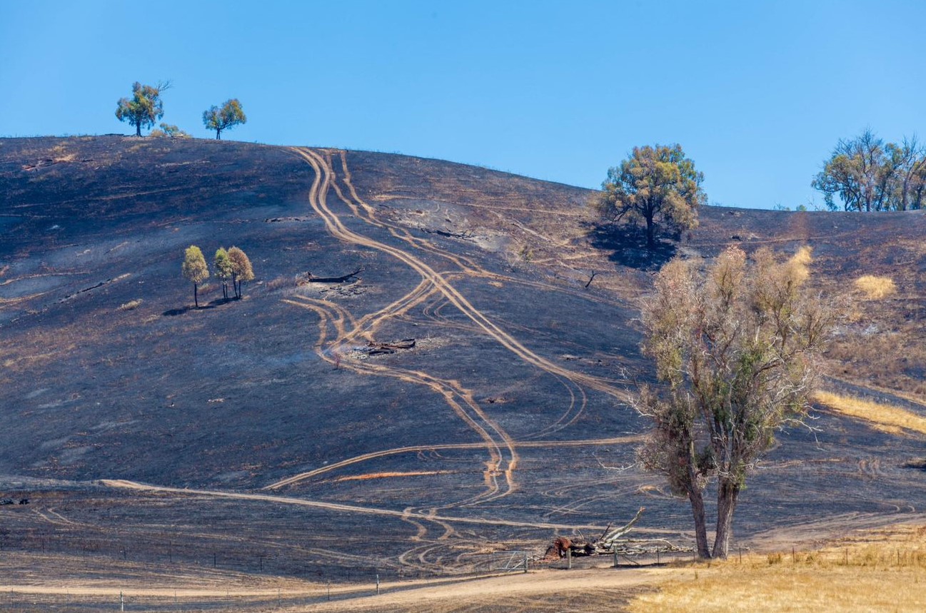 Photo showing a farm hill blackened by fire, with tracks from fire fighting trucks visible.