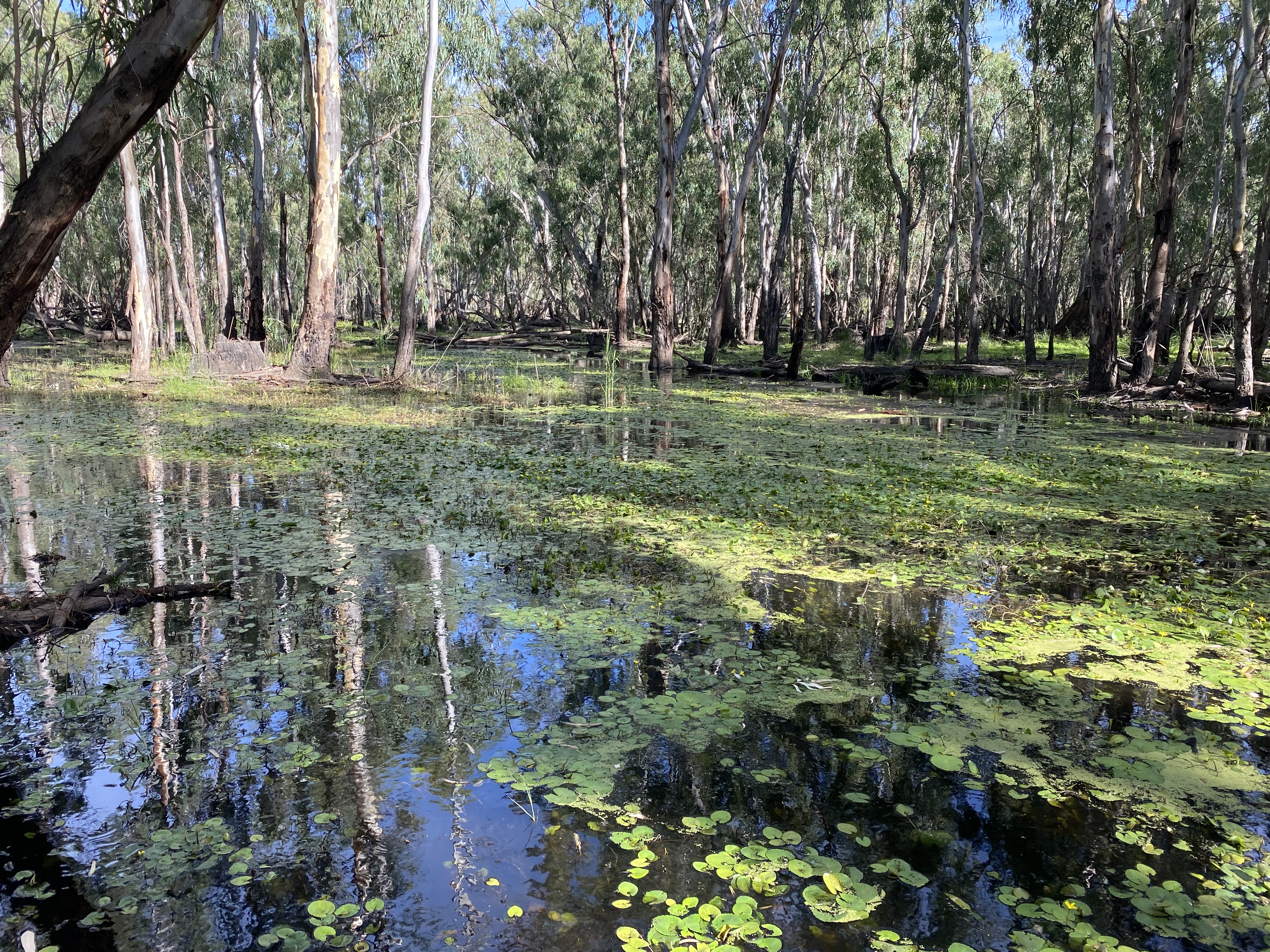 Pollack Swamp