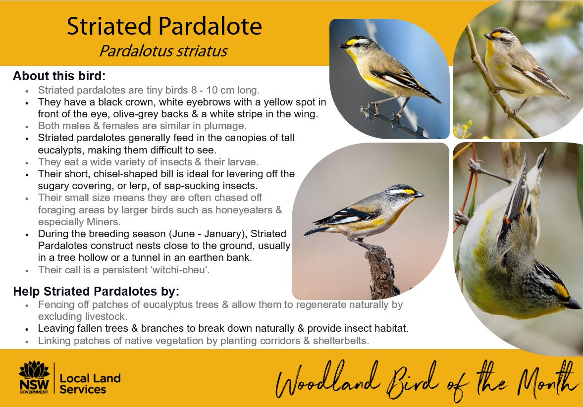 Striated Pardalote, the little bird with the big voice