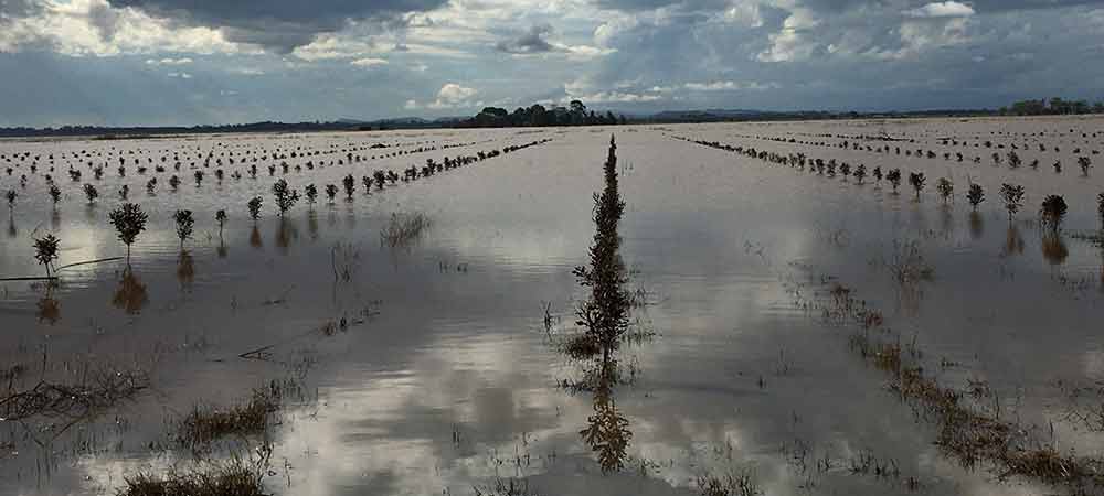 Macadamia orchard in completely underwater. 
