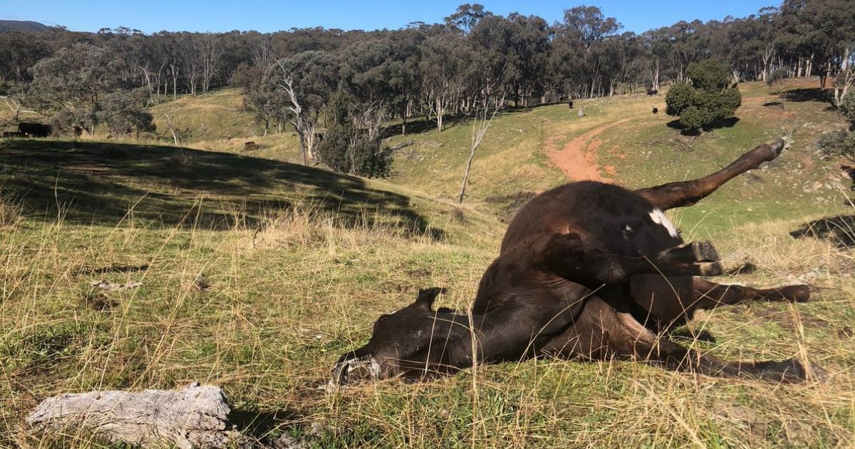 Deceased cattle from bloat