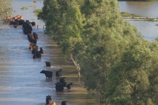 Cattle in flood water