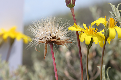 Close up of Micoseris walteri flower