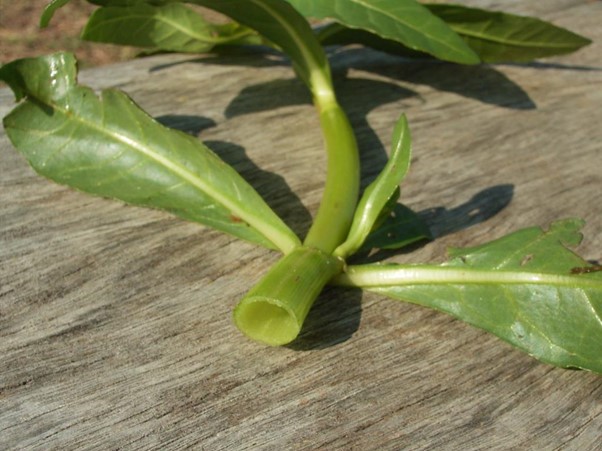 Alligator weed has hollow stems and opposite leaves