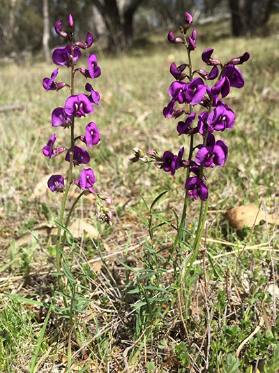 Small purple pea case study