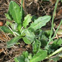 Flatweed leaf