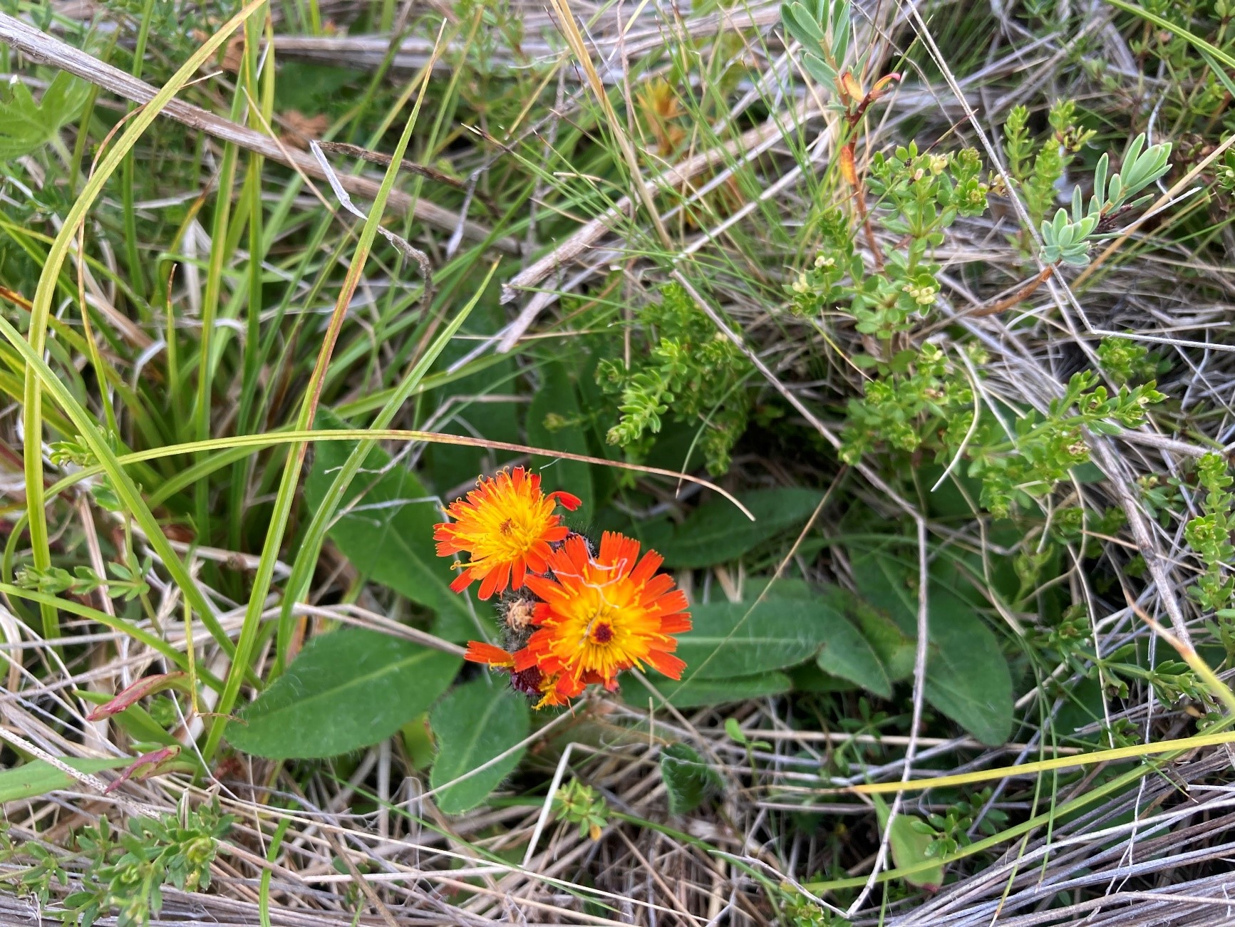 Orange hawkweed