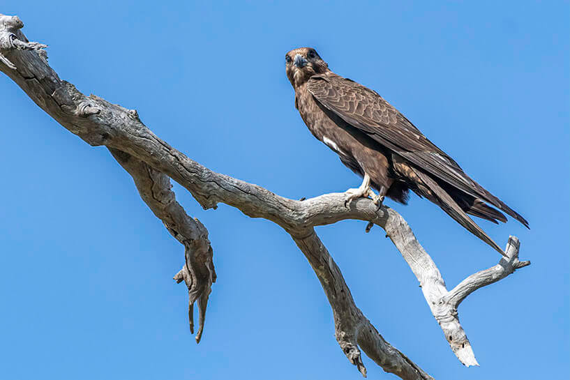 Black Falcon on a branch with blue sky behind it
