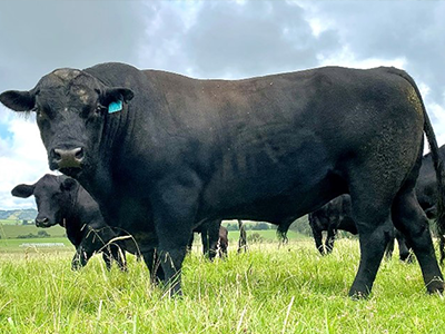 Black bull standing in a paddock with other cows in the background